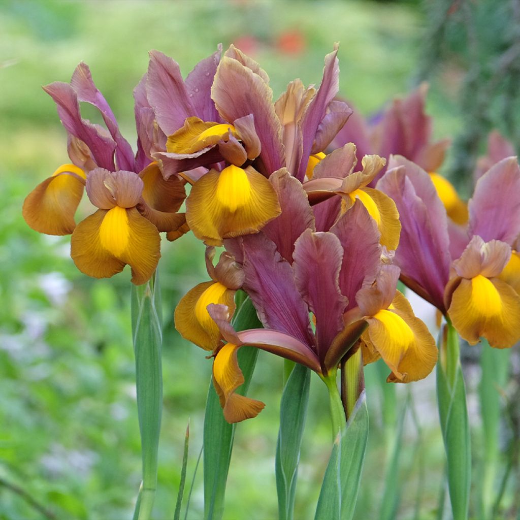 Iris hollandica Lion King - Iris olandesi