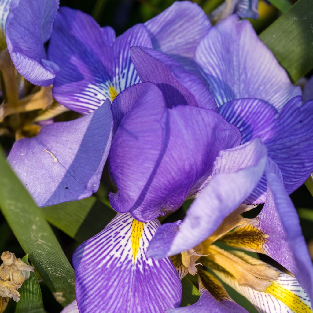 Iris lazica