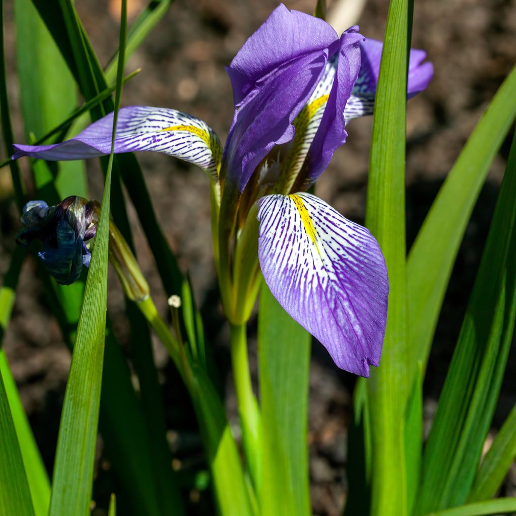 Iris lazica - Giaggiolo