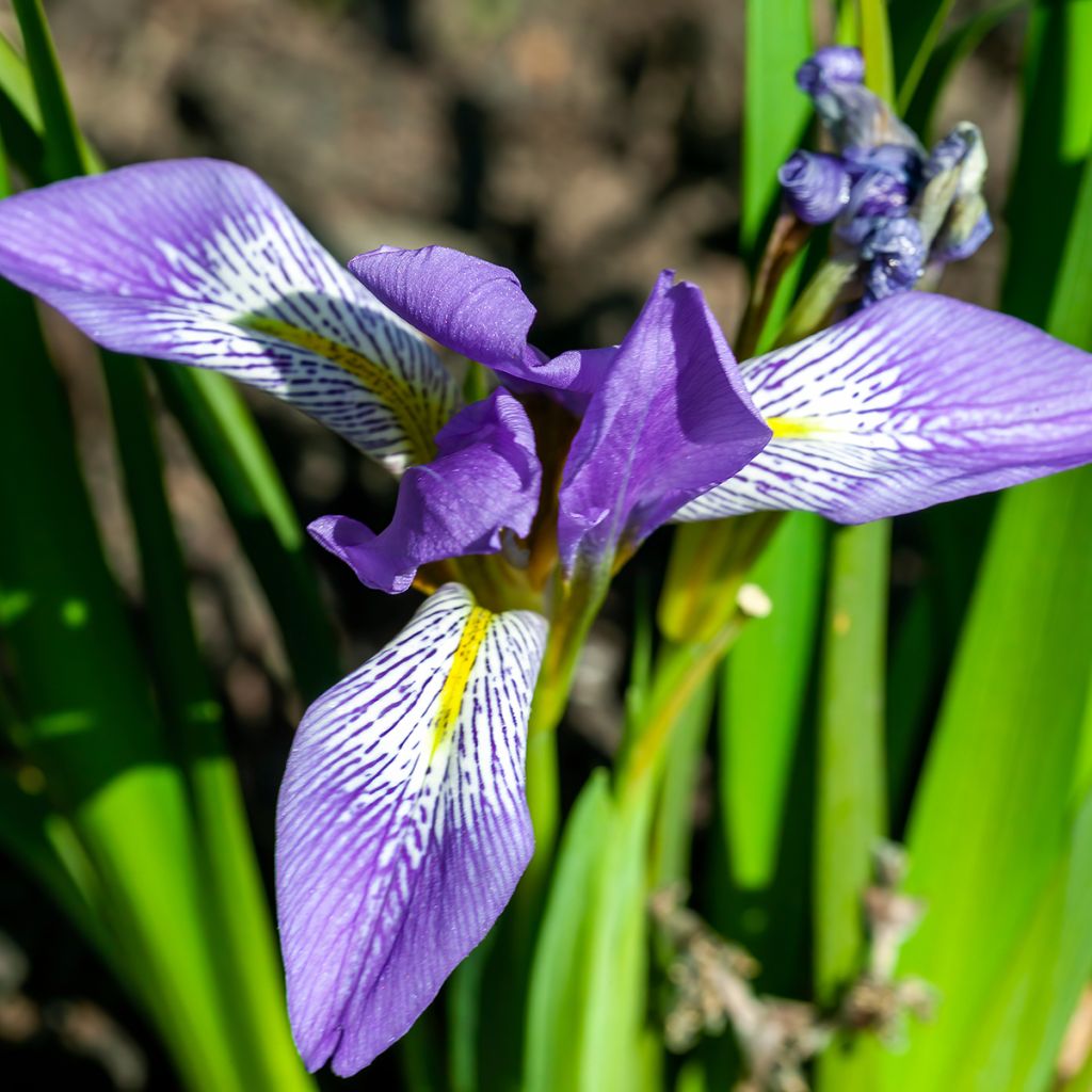 Iris lazica - Giaggiolo