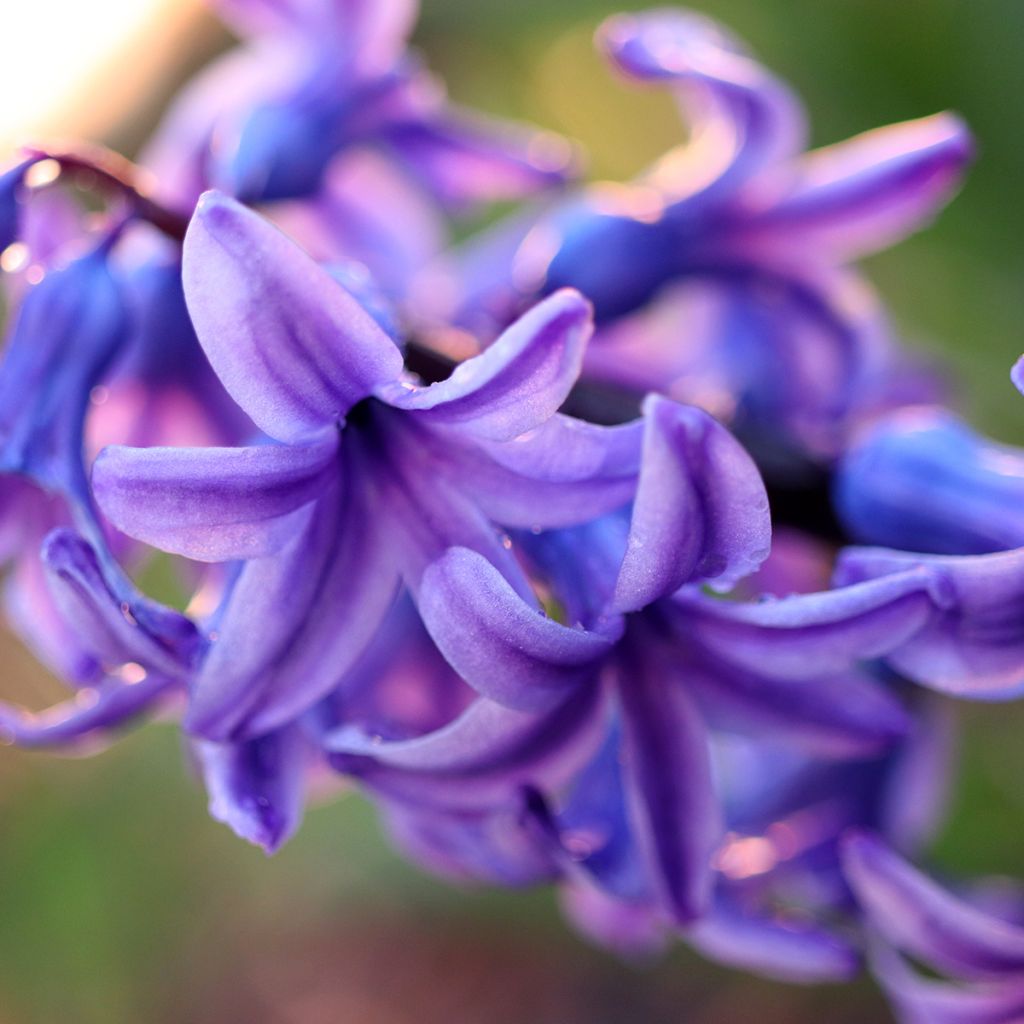 Giacinto Sky Jacket - Hyacinthus