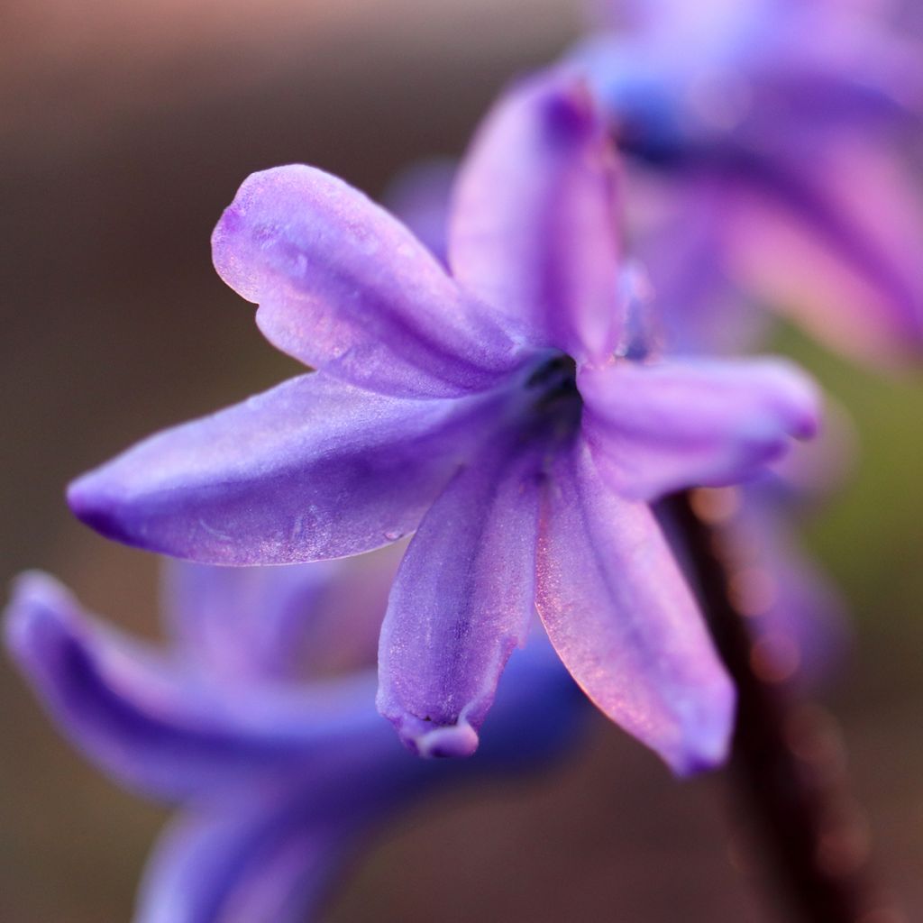 Giacinto Sky Jacket - Hyacinthus