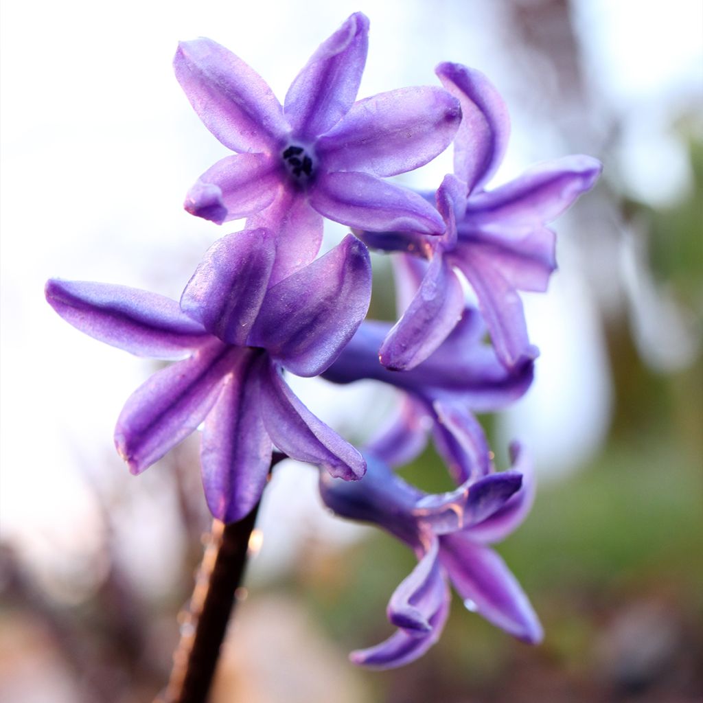 Giacinto Sky Jacket - Hyacinthus