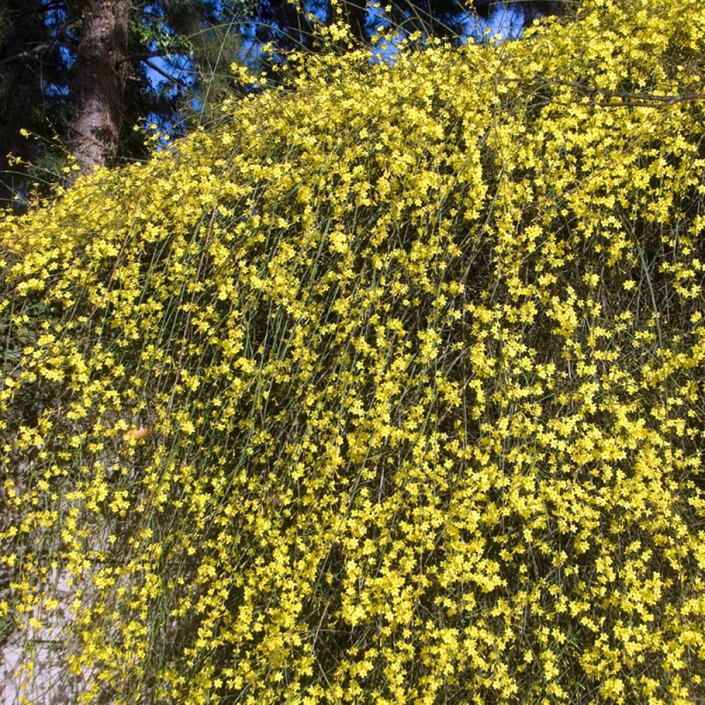 Jasminum nudiflorum - Gelsomino d'inverno