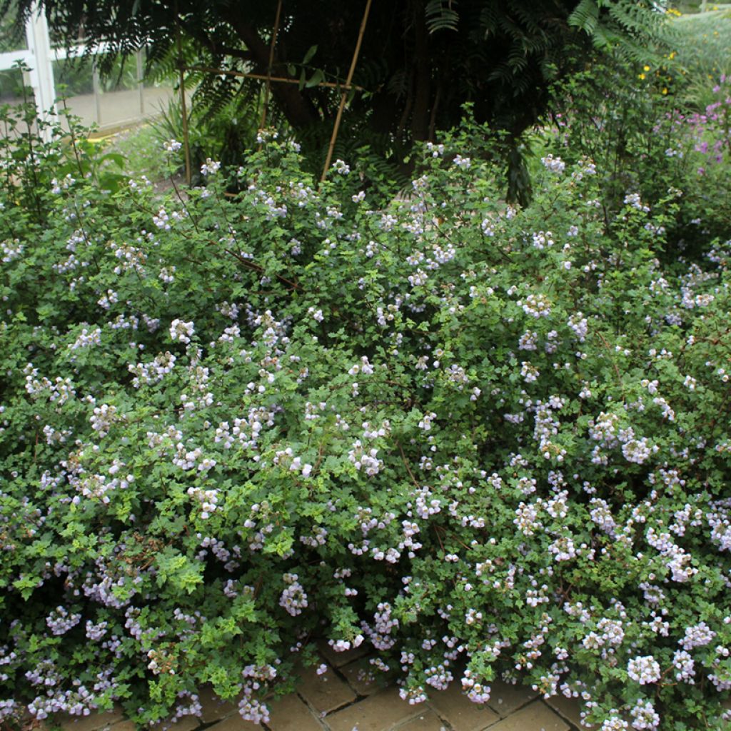 Jovellana violacea