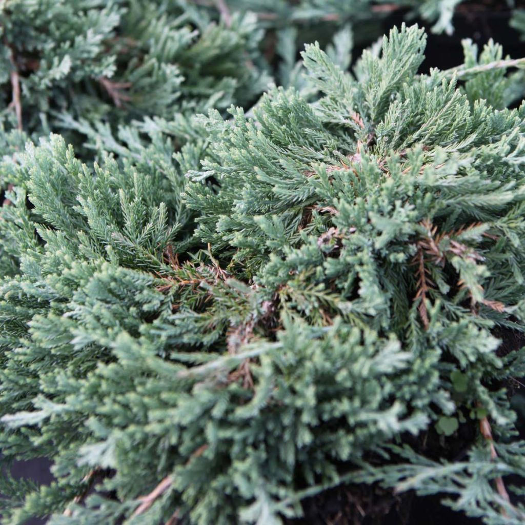 Juniperus horizontalis Wiltonii - Genévrier rampant