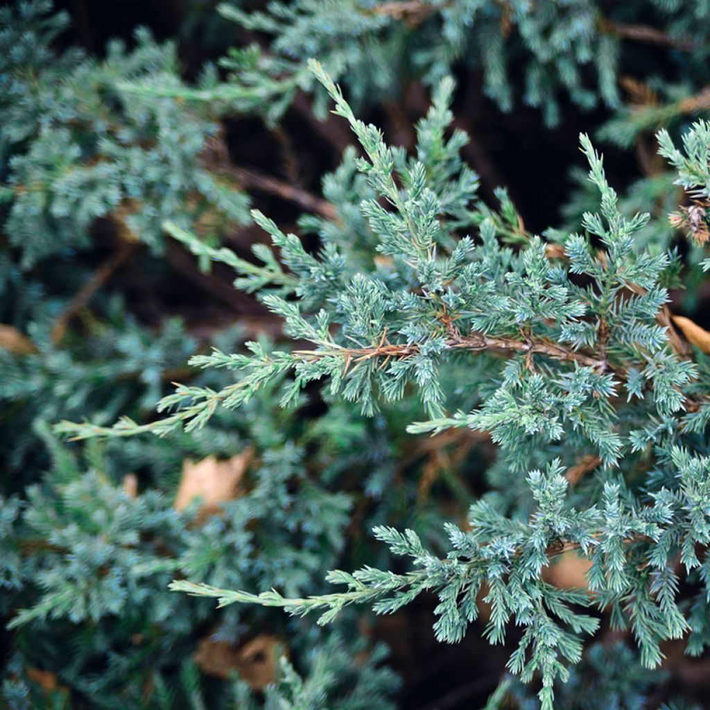 Juniperus squamata Blue Carpet - Ginepro