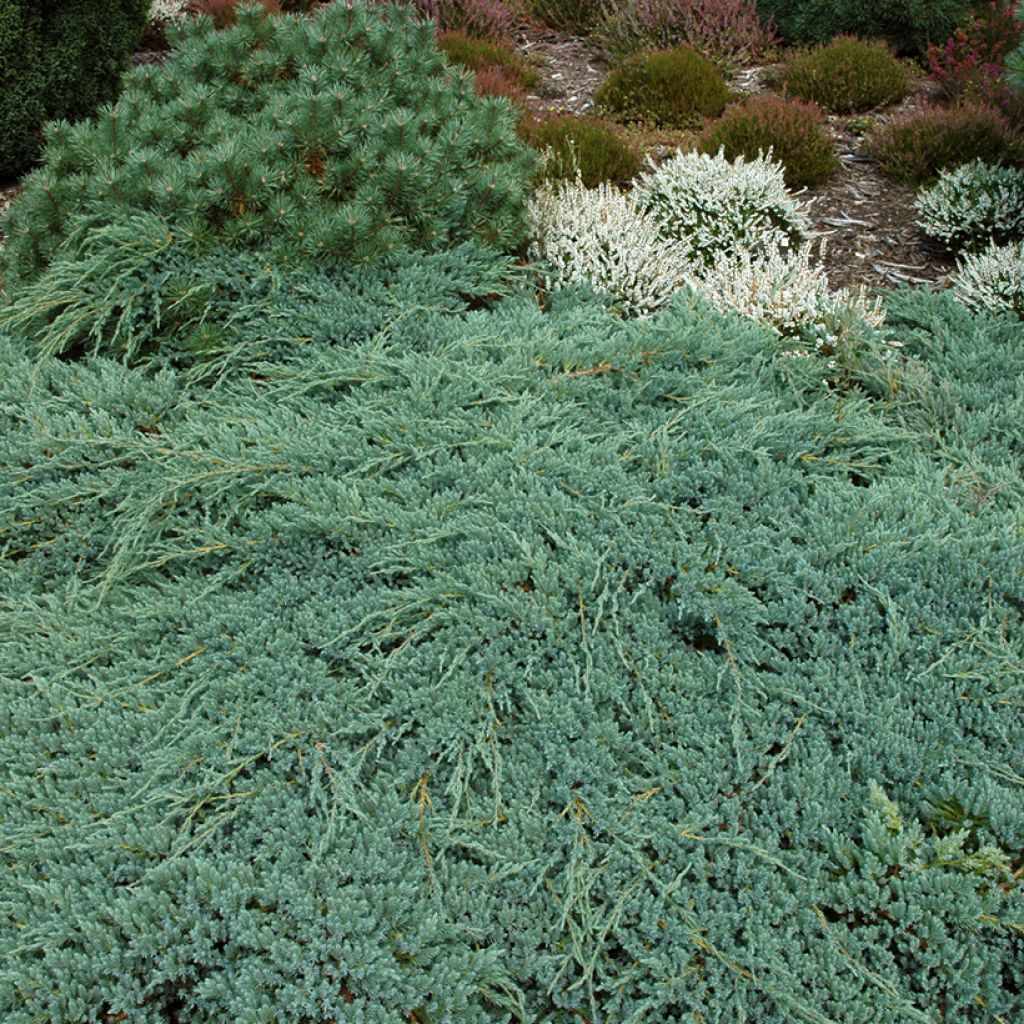 Juniperus squamata Blue Carpet - Ginepro