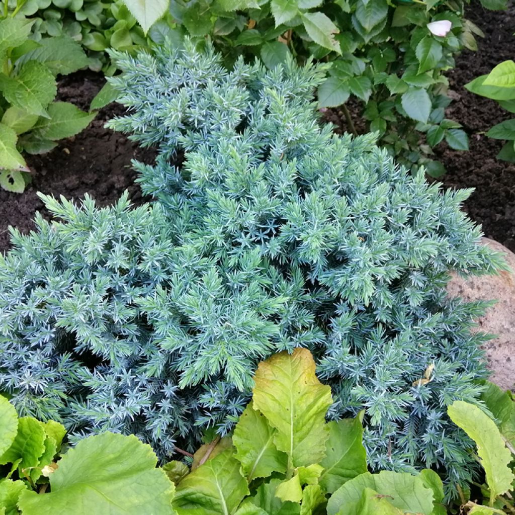 Juniperus squamata Blue Star - Ginepro