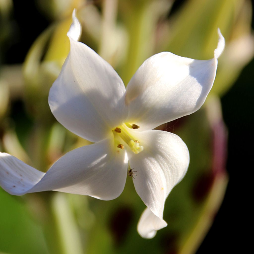 Kalanchoe marmorata - Kalanchoé marbré