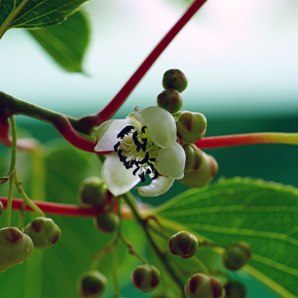 Mini kiwi Actinidia arguta Prince Jumbo (maschio)