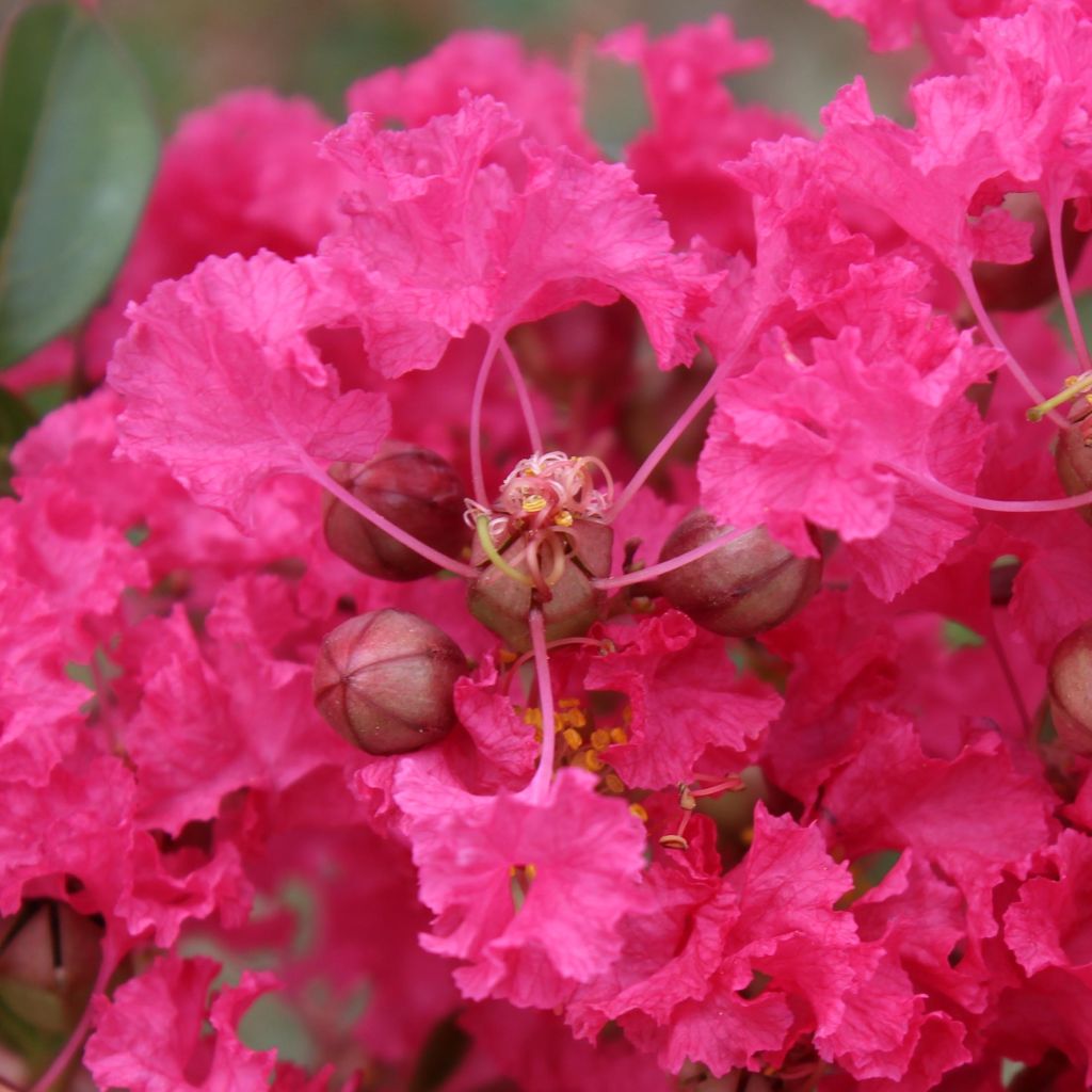 Lagerstroemia indica Mon Panache - Lilas des Indes