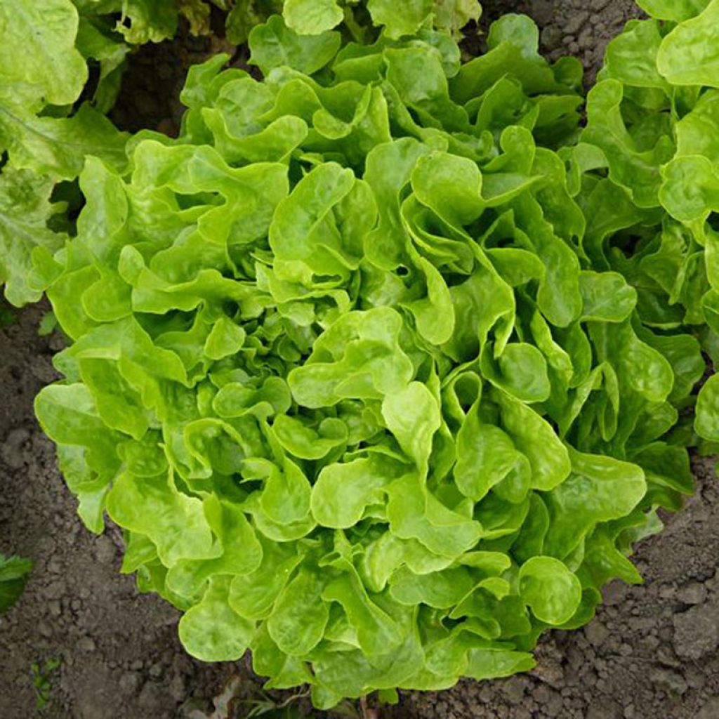 Laitue pommée Pareo type feuille de chêne- Lactuca sativa