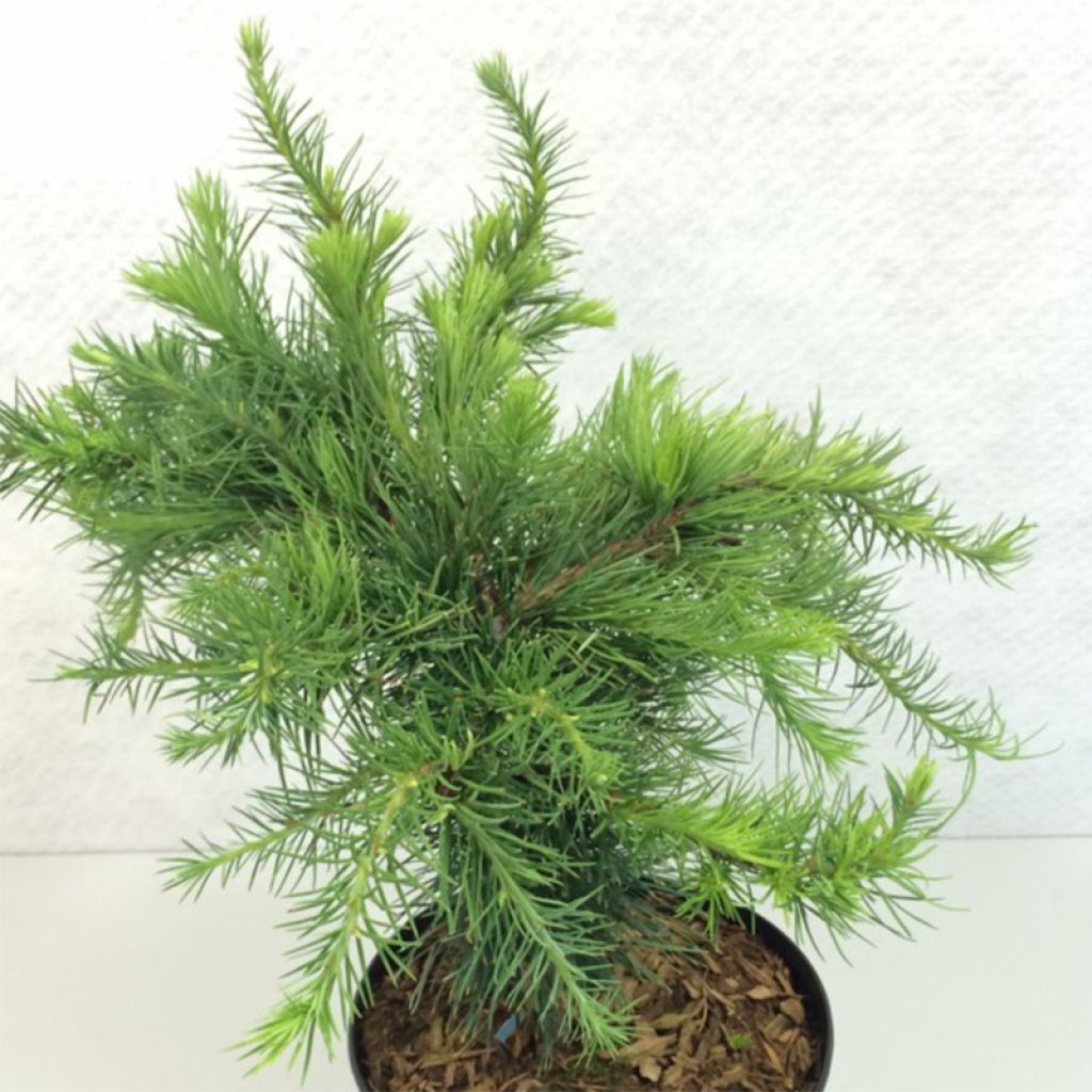 Larix decidua Little Bogle - Mélèze d'Europe nain