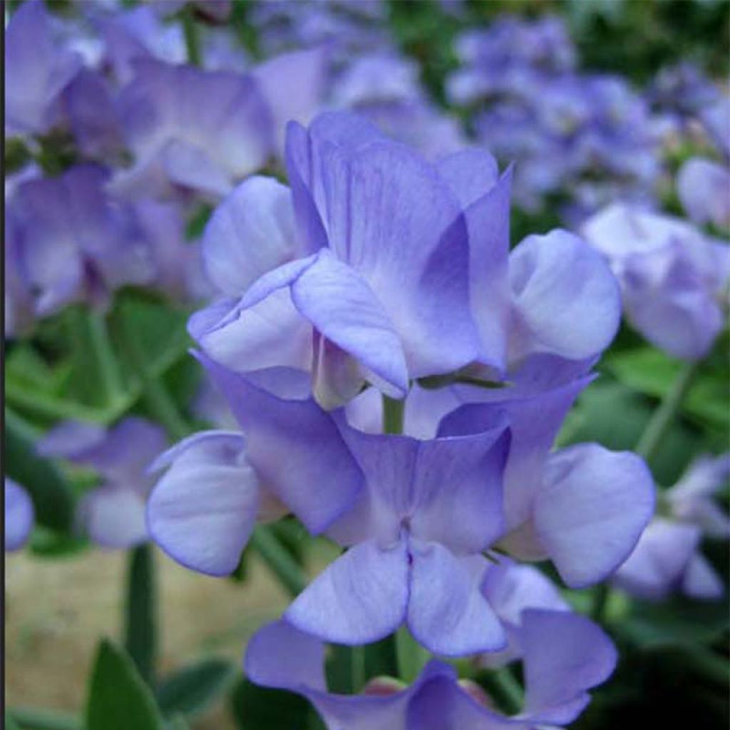 Graines de Pois de senteur bleu de Lord Anson - Lathyrus nervosus Lord Anson's Pea