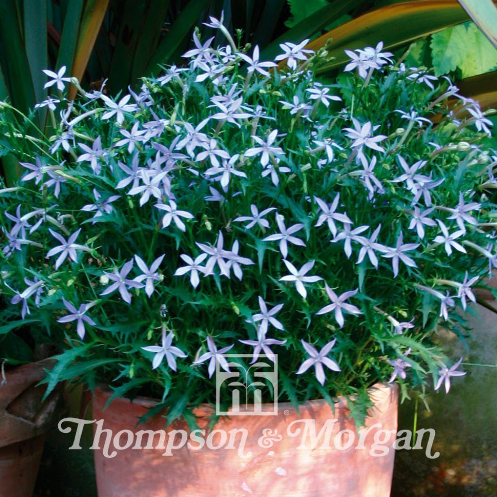 Laurentia Avant-Garde Blue F1 Hybrid