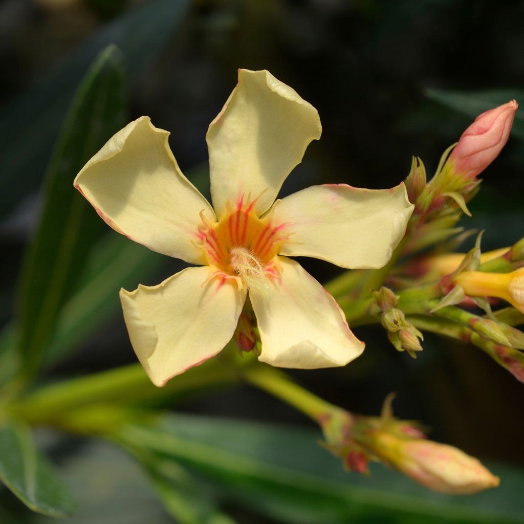 Nerium oleander Yellow - Oleandro