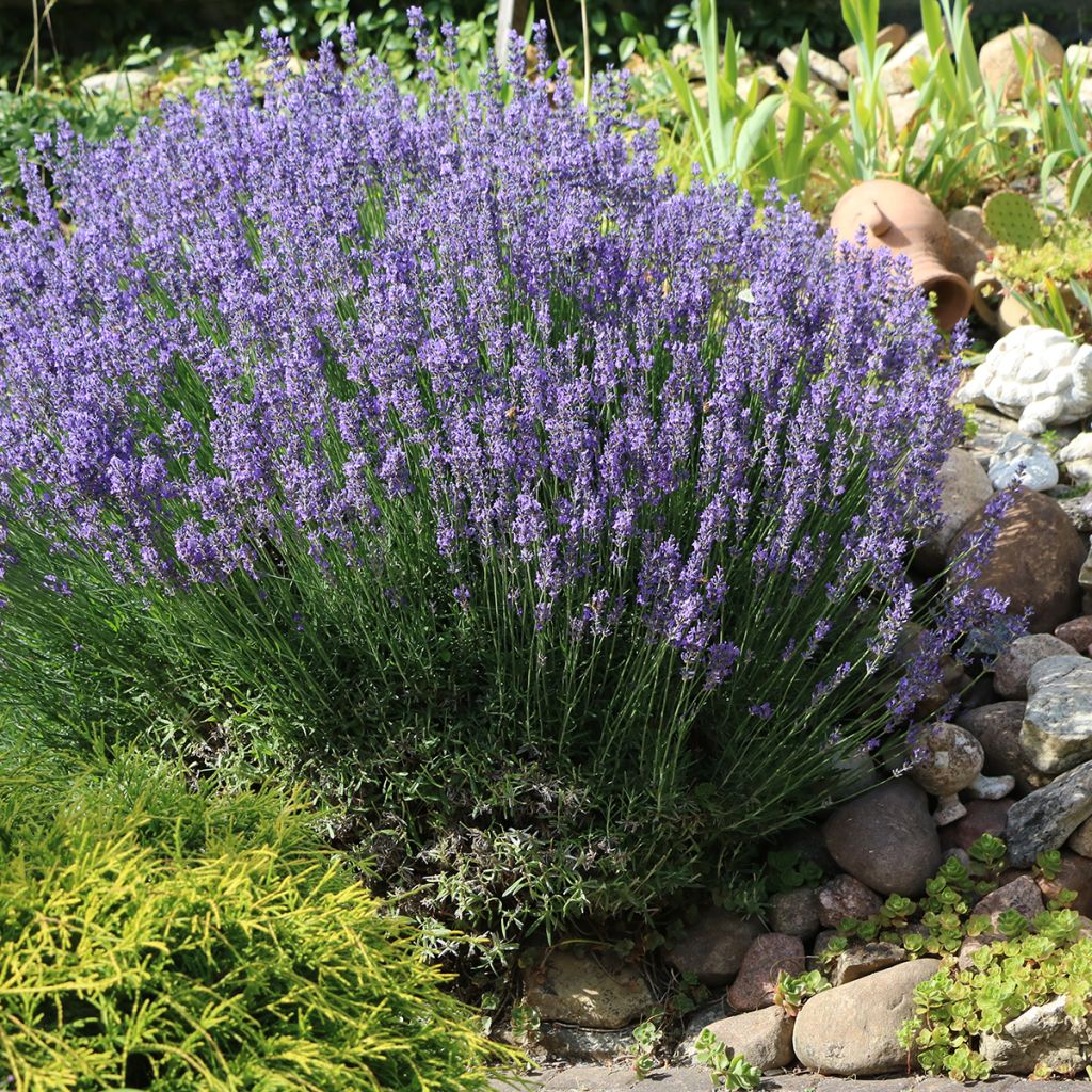 Lavandula officinalis - Lavanda