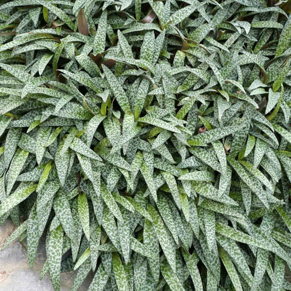 Ledebouria socialis - Scilla violacea