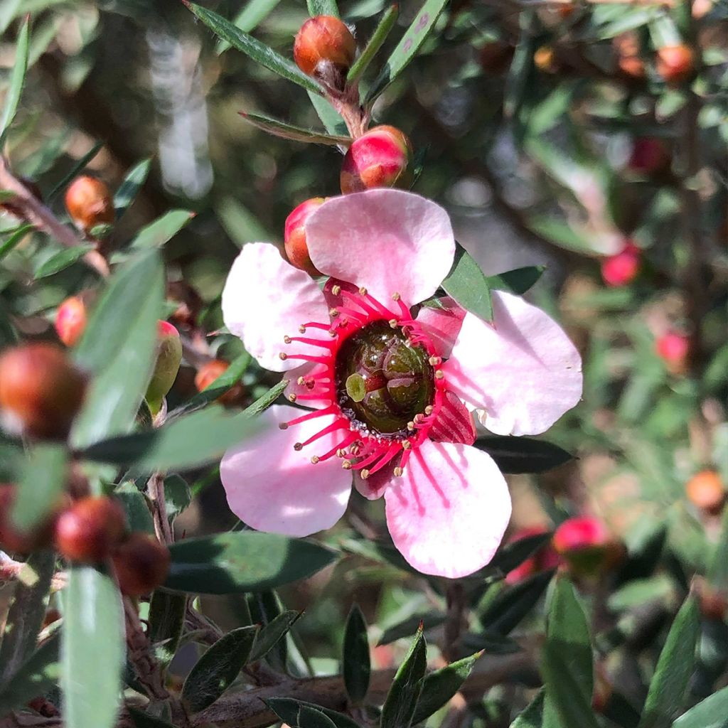 Leptospermum scoparium Martini - Arbre à thé