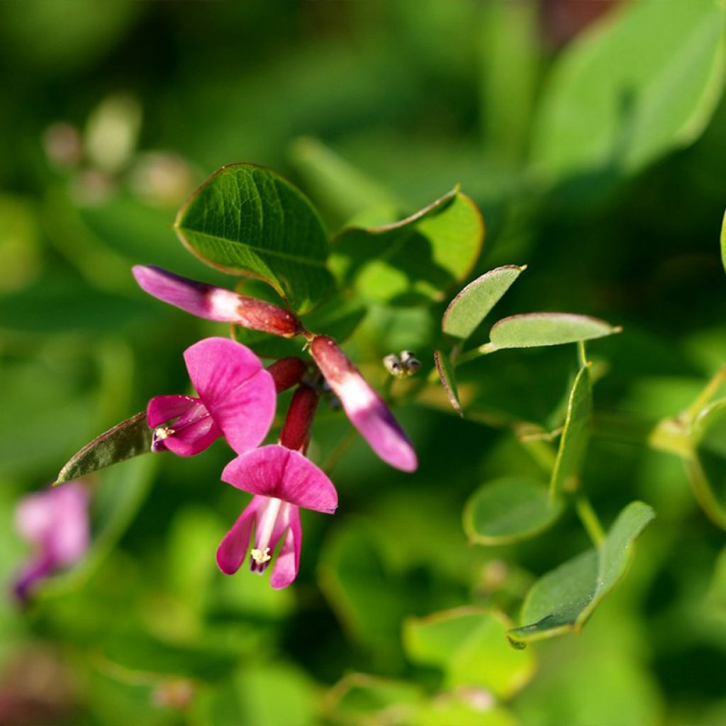 Lespedeza bicolor Yakushima - Trèfle en arbre