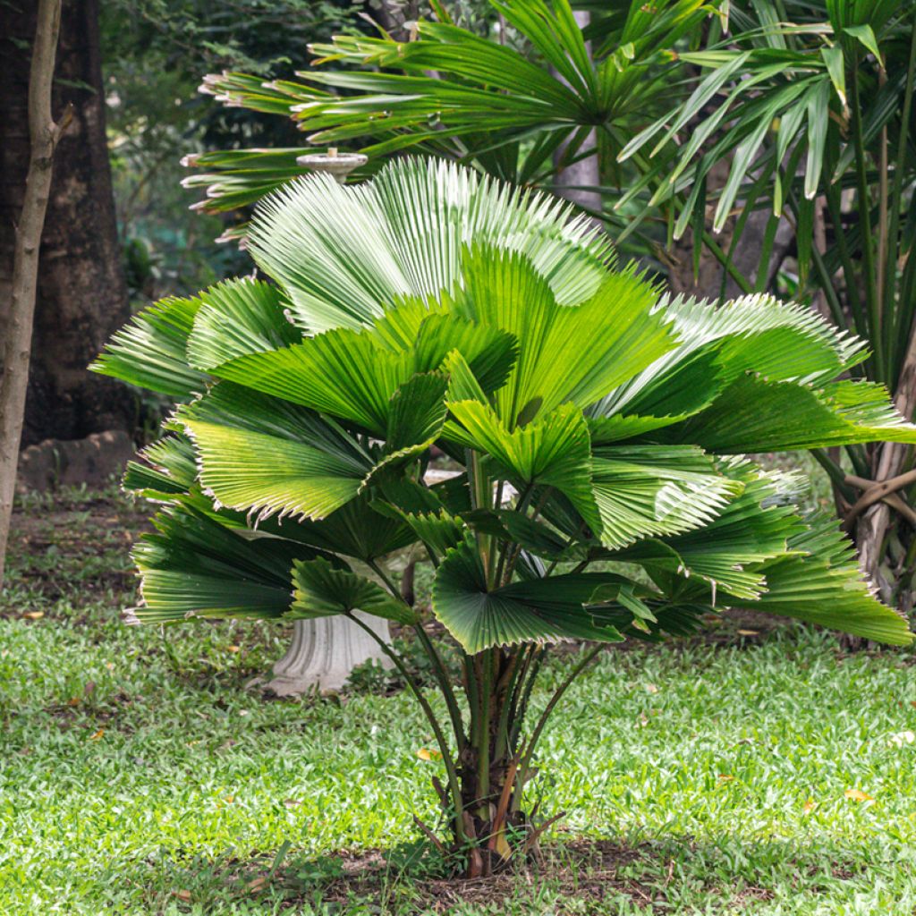 Licuala grandis