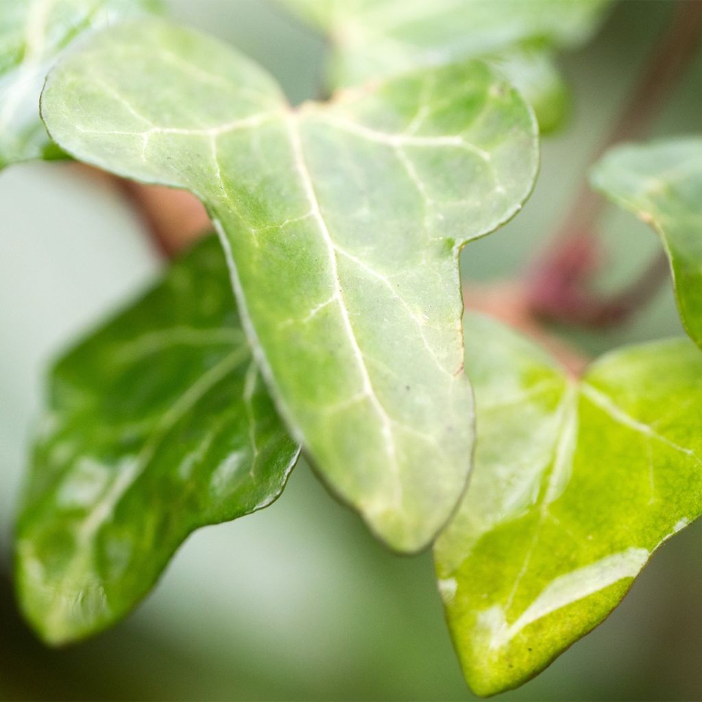 Lierre d'ornement - Hedera helix Jake