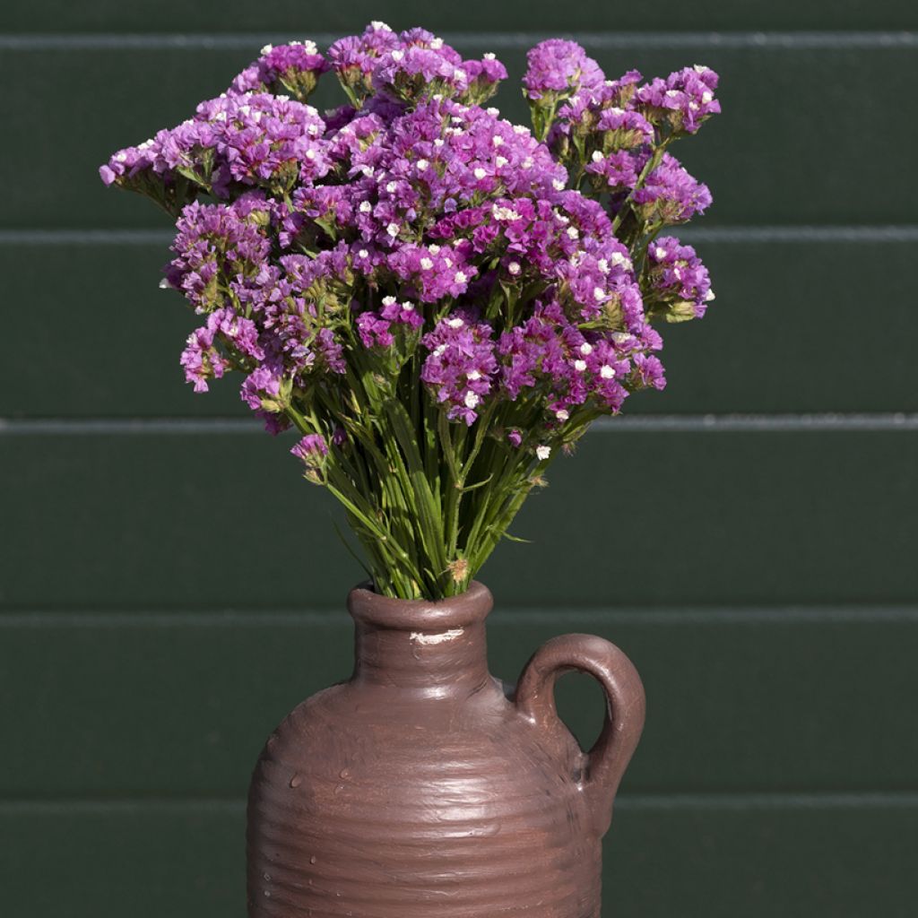 Limonium sinuatum Forever Rose - Statice