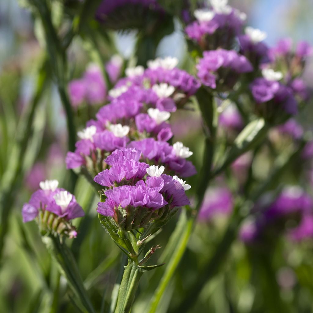 Limonium sinuatum Forever Rose - Statice