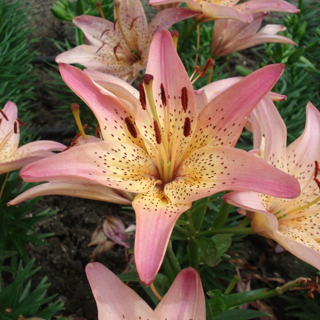 Lilium Pink Pixie - Lis nain asiatique