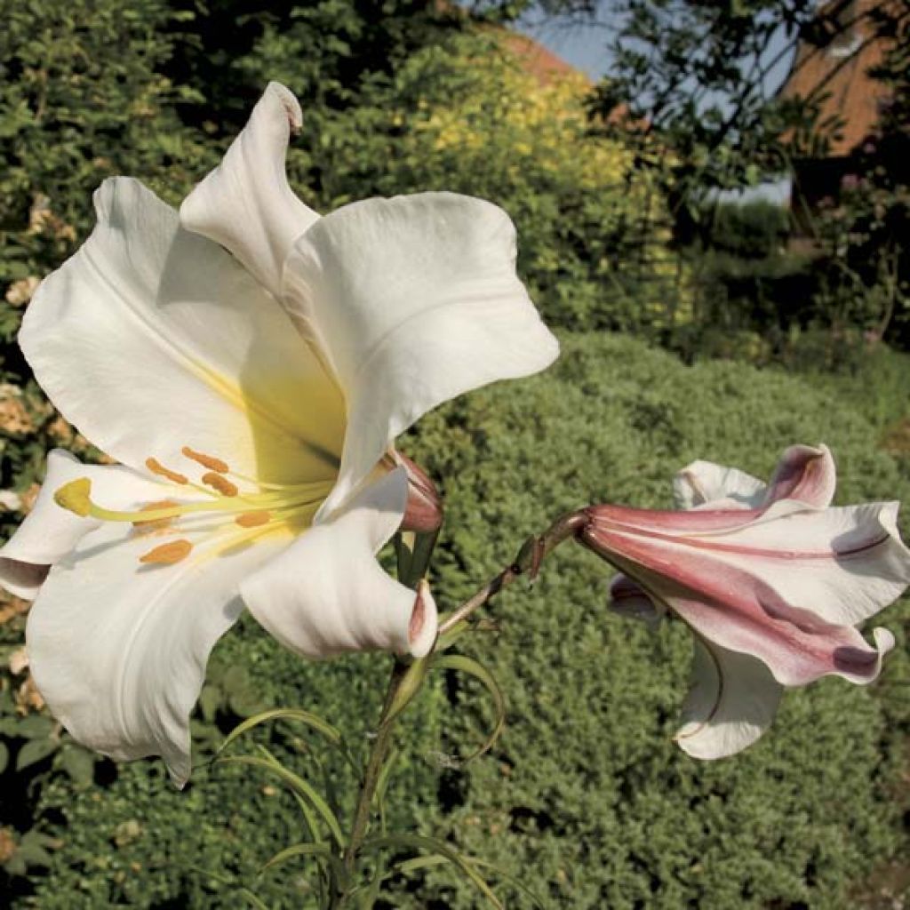 Lis Botanique Regale Type