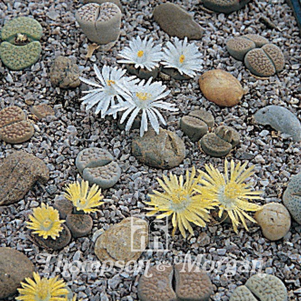 Lithops Pebble Plants Mixed