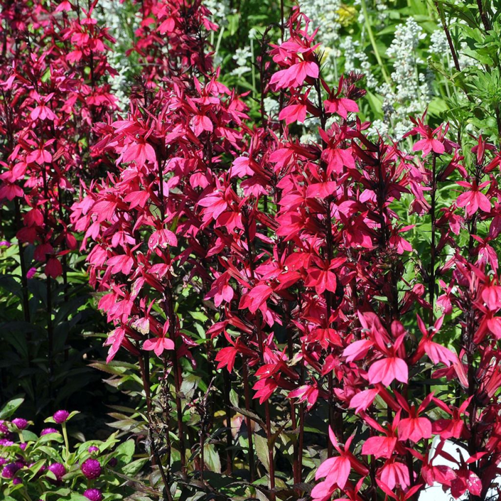 Lobelia Russian Princess