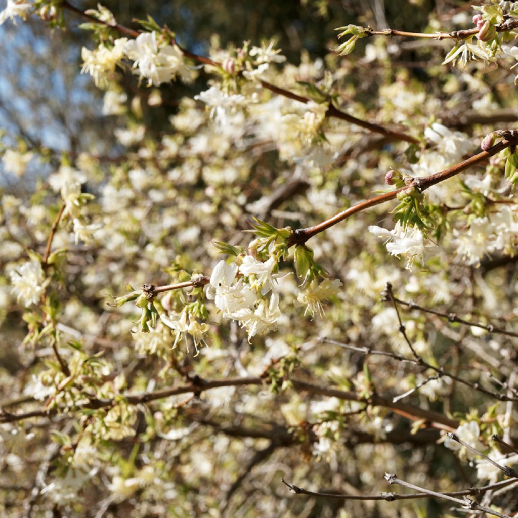 Lonicera fragrantissima - Caprifoglio odoroso