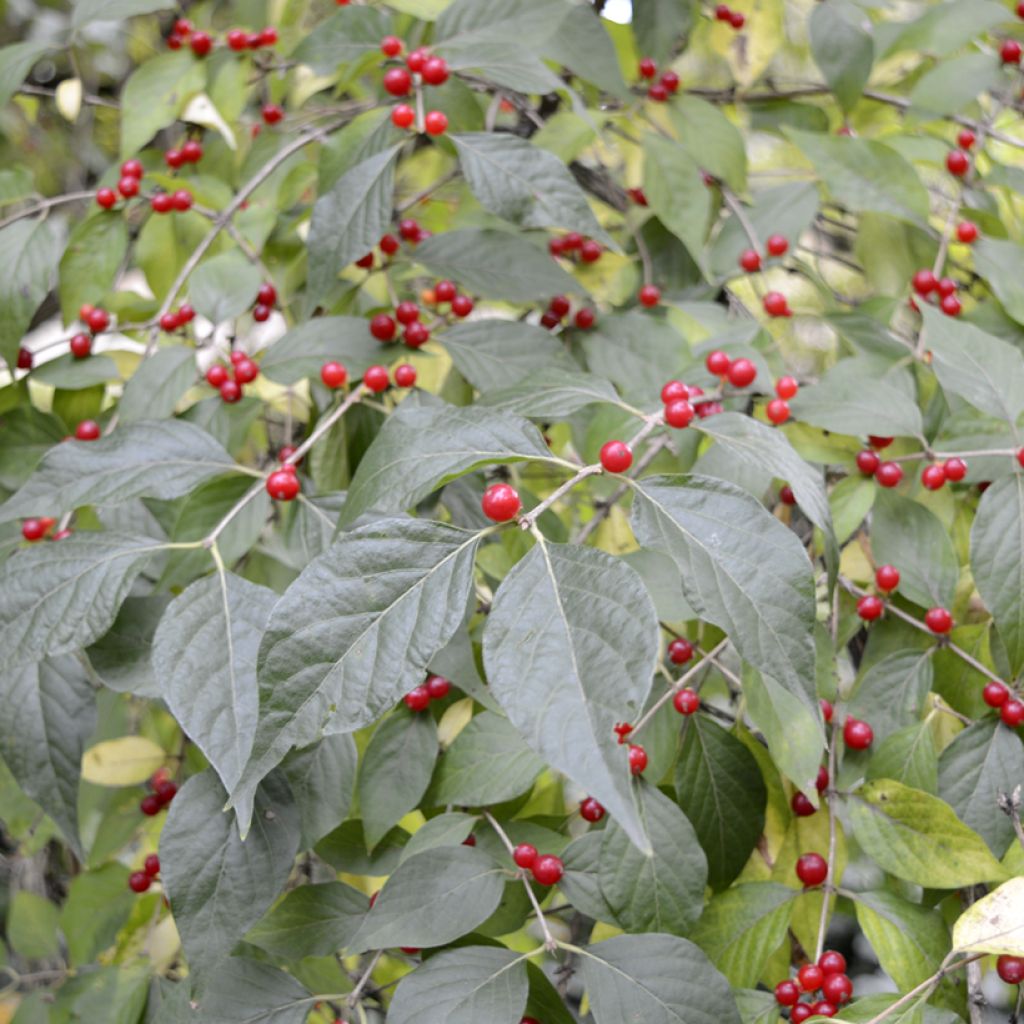 Lonicera maackii