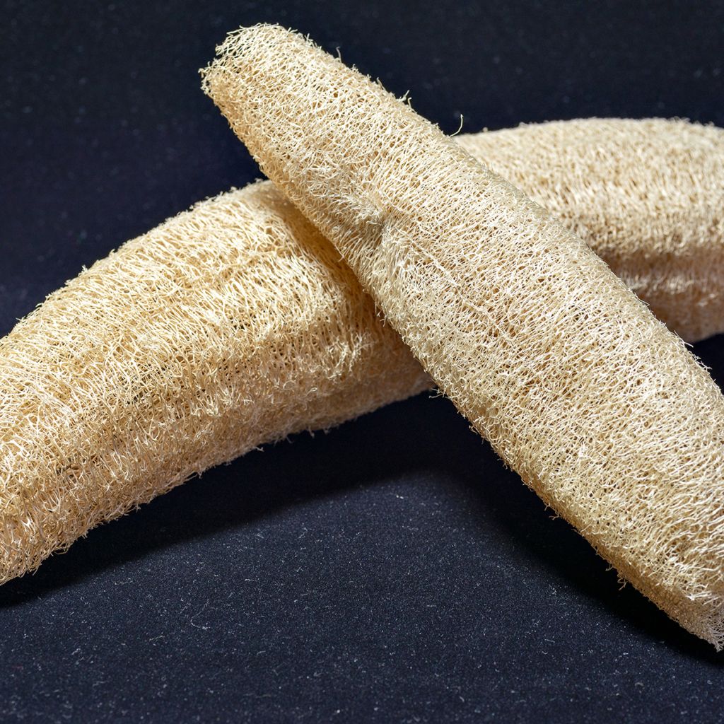 Luffa cylindrica - Girasole