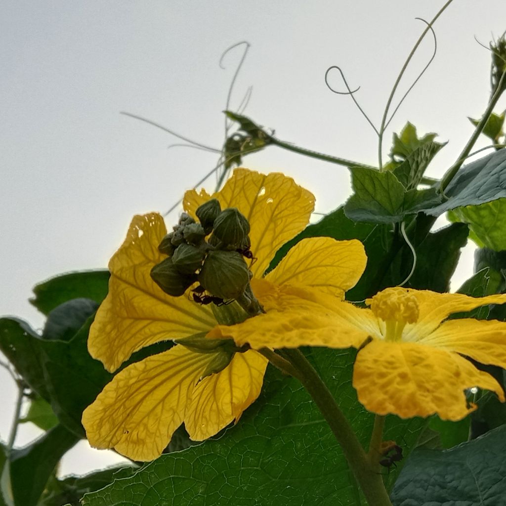 Luffa cylindrica - Girasole
