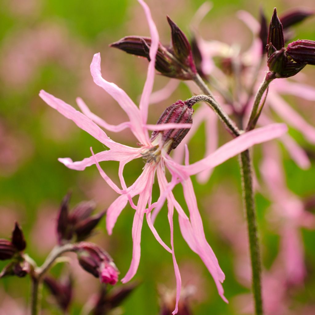 Lychnis flos-cuculi - Crotonella Fior di cuculo