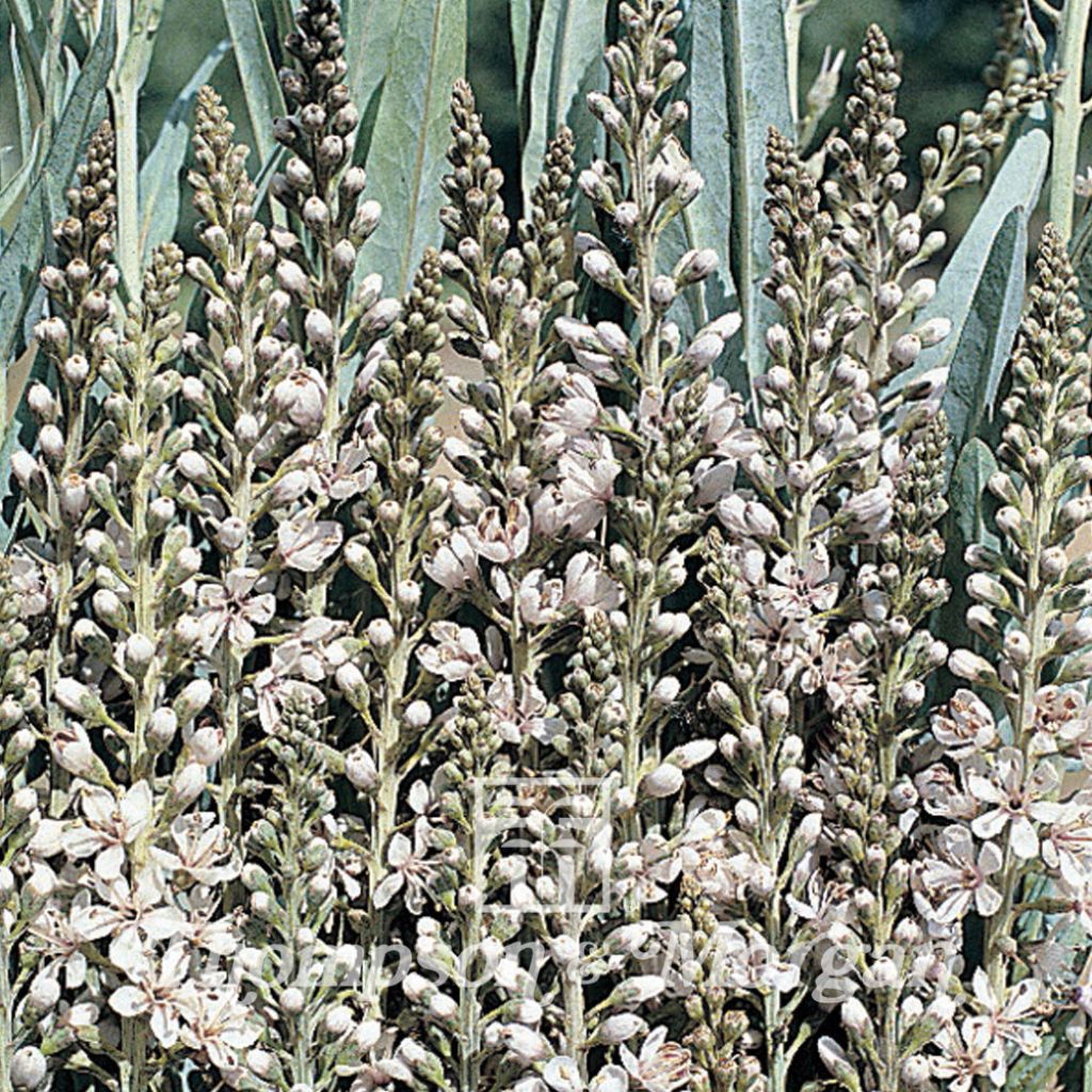 Lysimachia Ephemerum