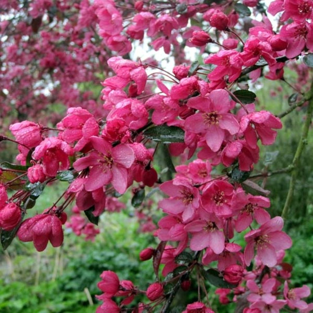 Malus Coccinella Courtarou - Melo da fiore