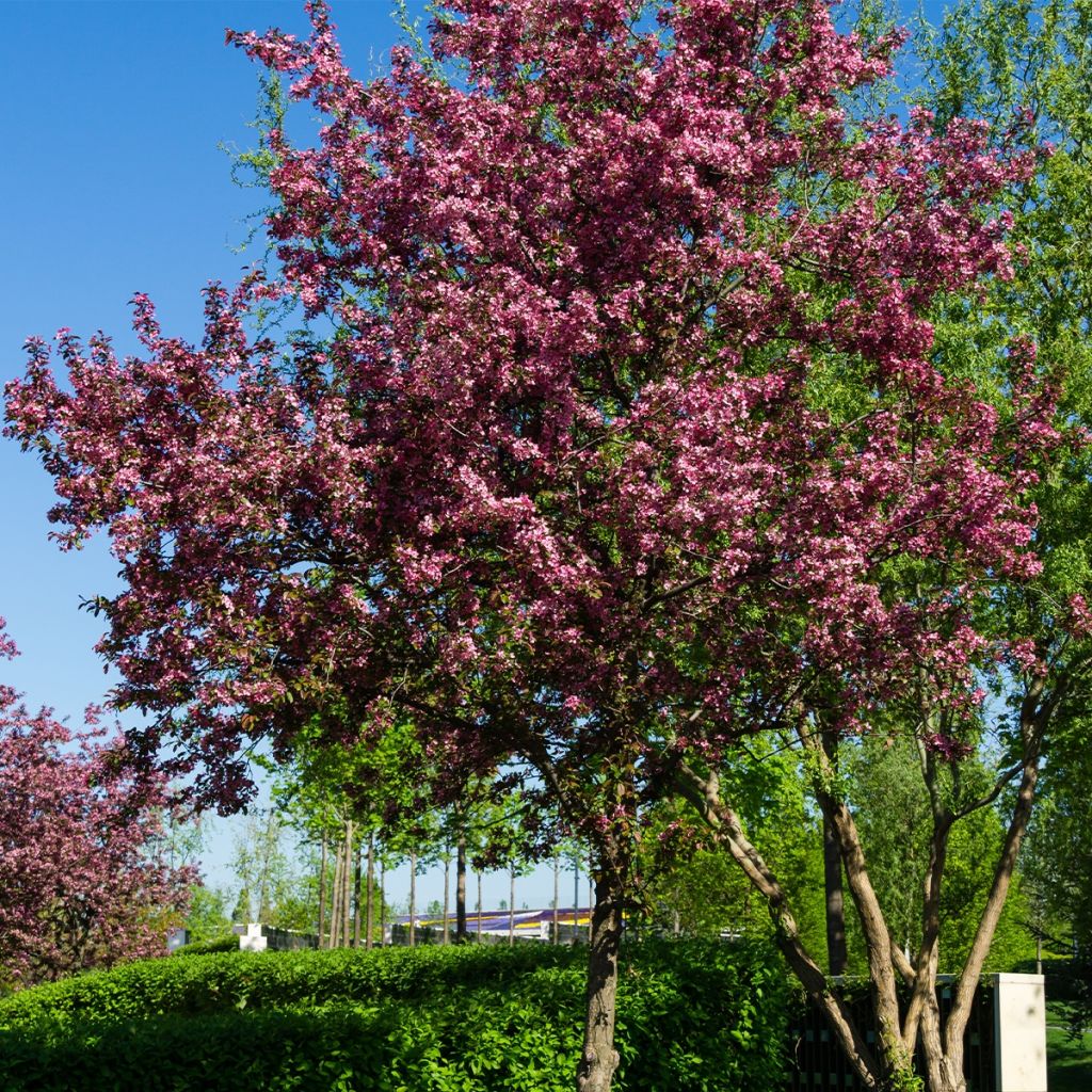Malus Diable Rouge - Melo da fiore