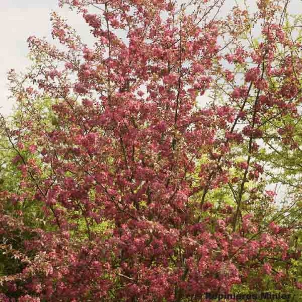 Malus Coccinella Courtarou - Melo da fiore