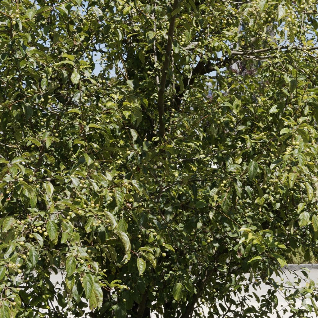 Malus robusta Yellow Siberian - Melo da fiore
