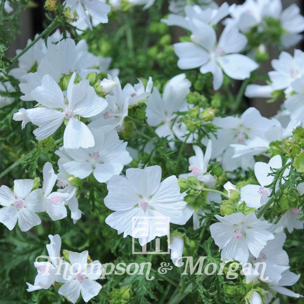 Malva Moschata Snow White