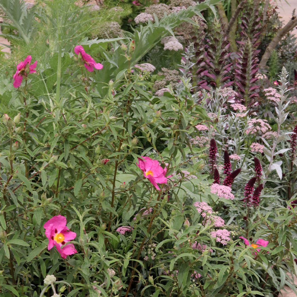 Tasso rosa per terreno secco per 2 m²