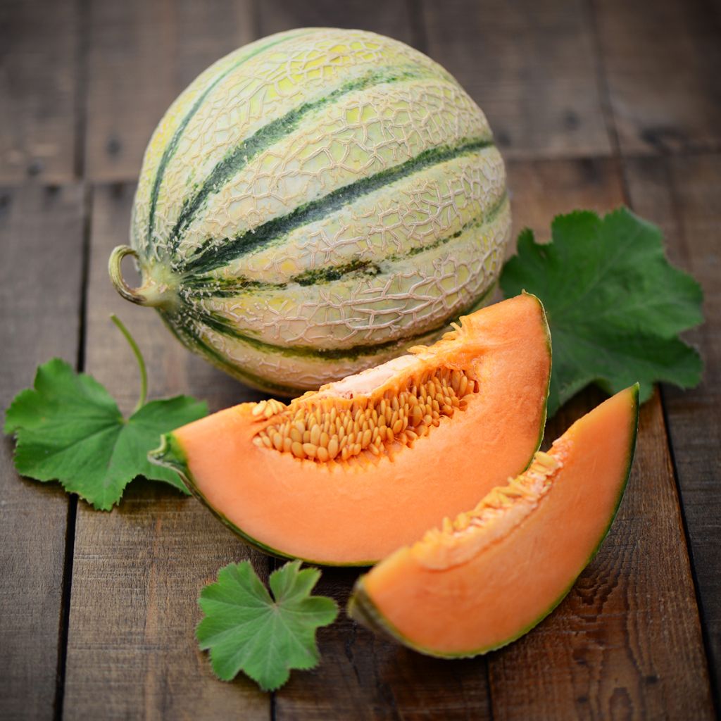 Melone Cantalupo di charentais Bio - Ferme de Sainte Marthe