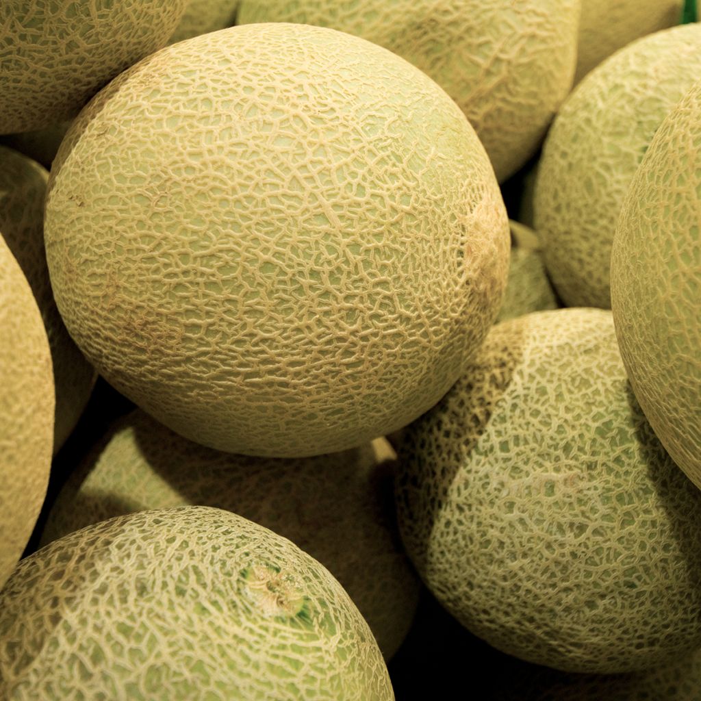 Melone Galia