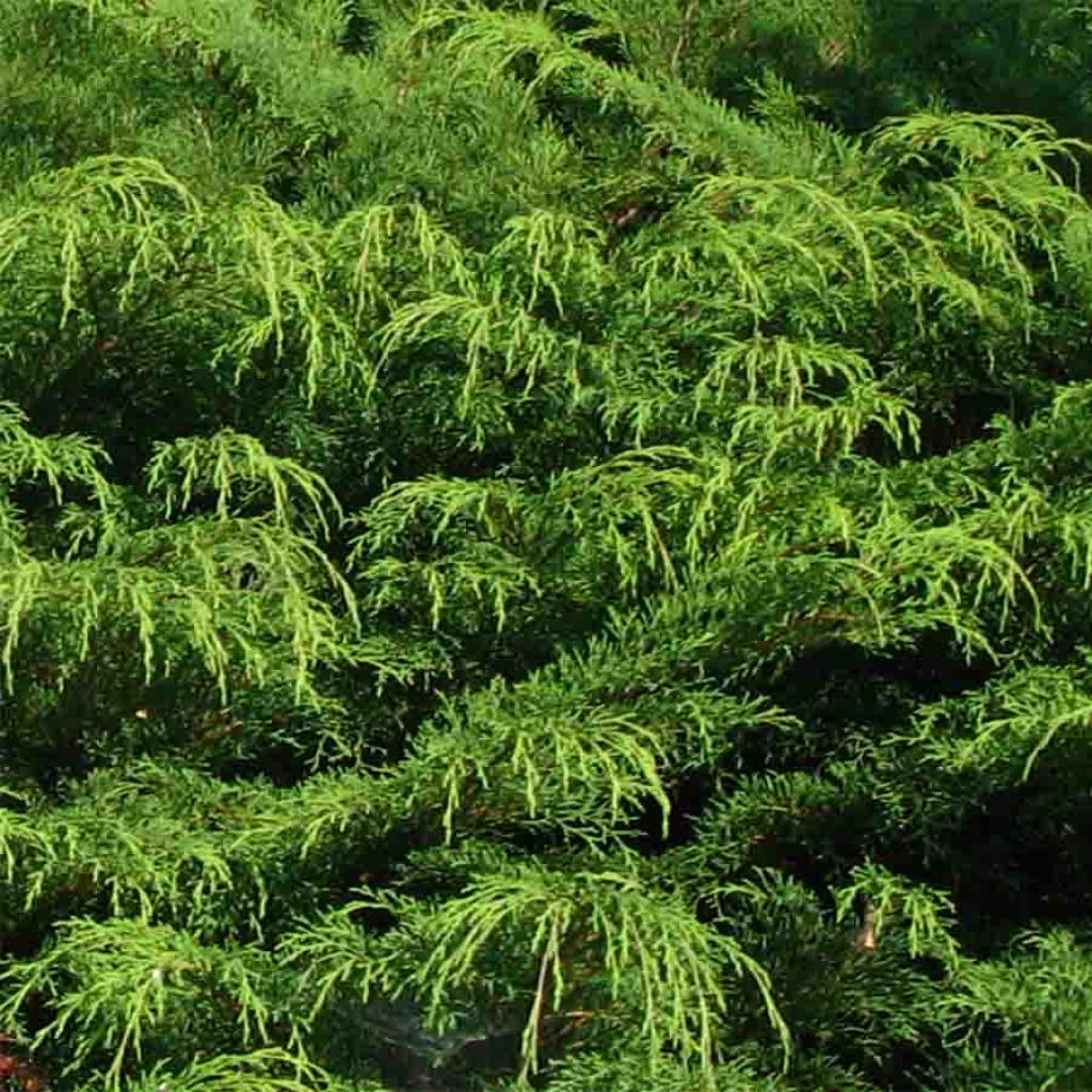 Microbiota decussata - Cyprès rampant de Sibérie