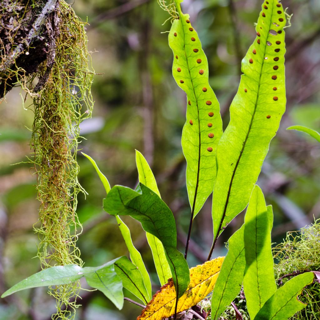 Microsorum diversifolium - Felce canguro