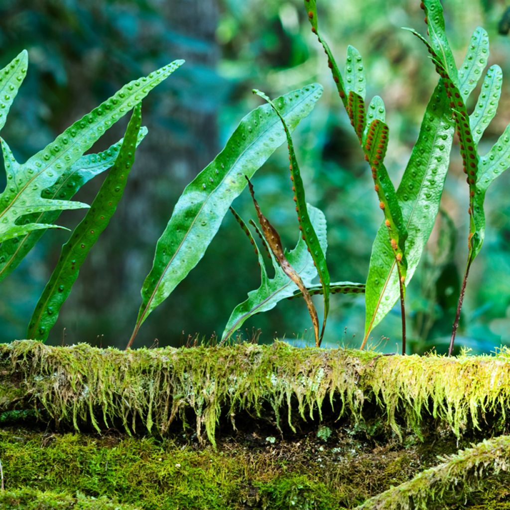 Microsorum diversifolium - Felce canguro